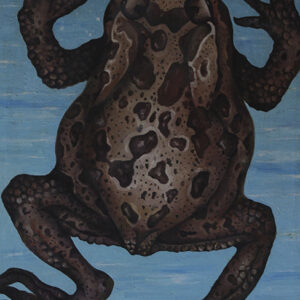 The Frog