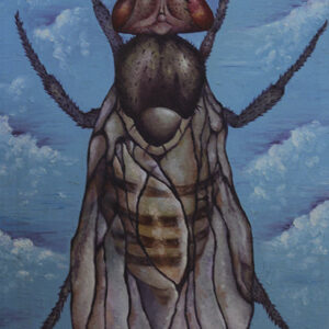 House Fly