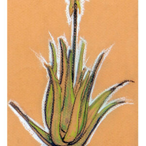 Cactus 4
